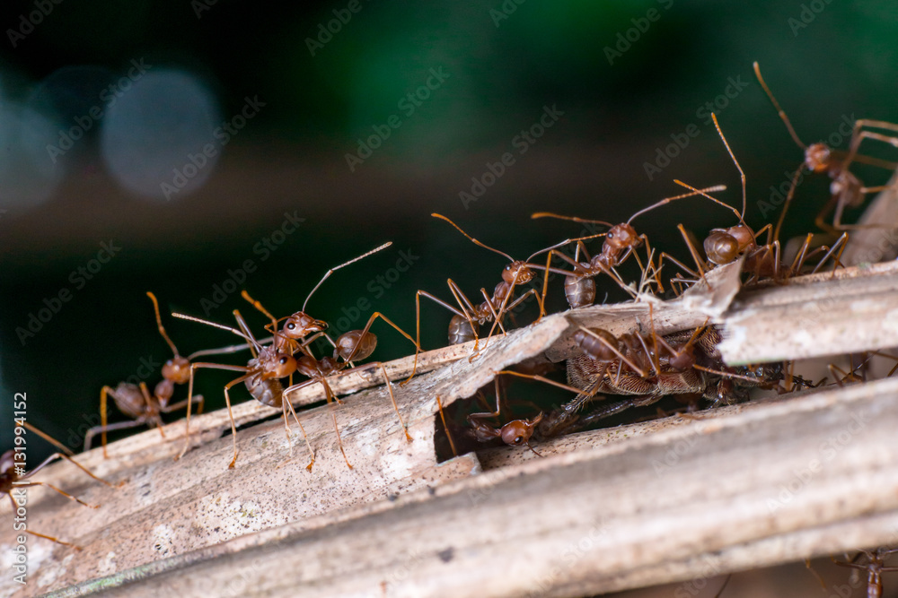a group of Weaver Ant (Oecophylla smaragdina), Kerengga on dried leaf a group of Weaver Ant (Oecophylla smaragdina), Kerengga on dried leaf