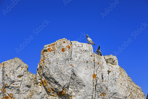 Pigeons of Gibraltar