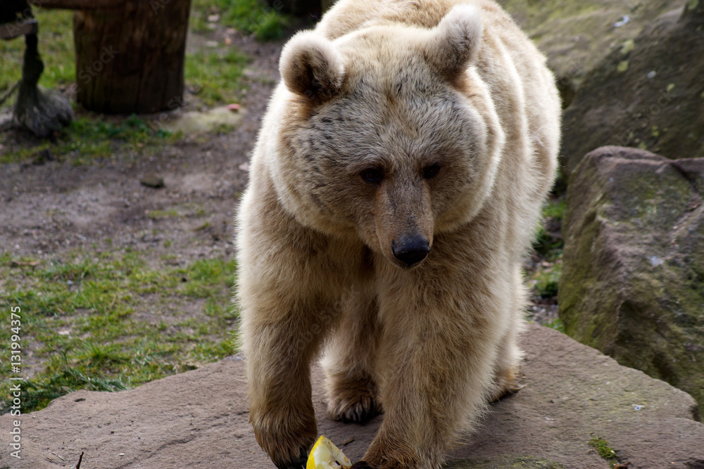 Fototapeta premium Bär