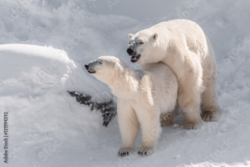 couple d'ours polaire qui s'accouplent