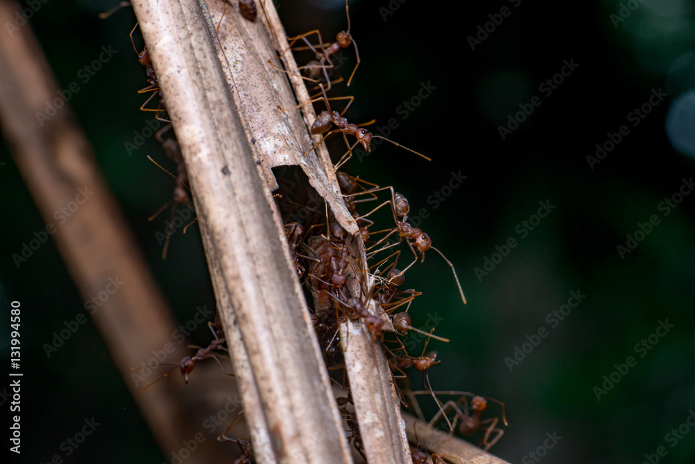a group of Weaver Ant (Oecophylla smaragdina), Kerengga on dried leaf a group of Weaver Ant (Oecophylla smaragdina), Kerengga on dried leaf