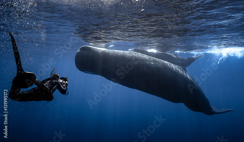 Encounter between a free diver and a sperm whale. photo