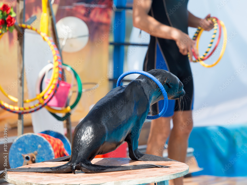Naklejka premium Fur Seal in circus