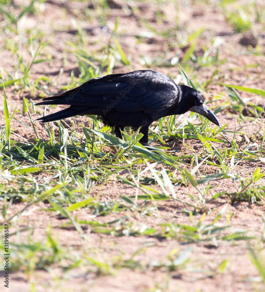 Naklejka premium black crow in the grass on the nature