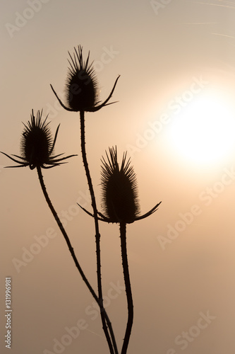 dry plant on the sunset background