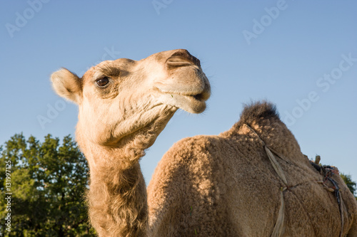 Camel / dromedary at Ida Ougourd near Essaouira, Morocco