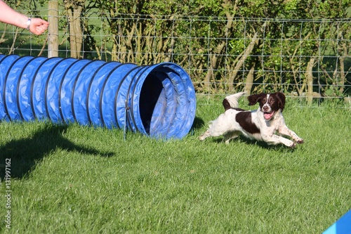 english springer spaniel doing agility