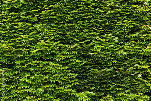 leaves of ivy covering the wall © leungchopan