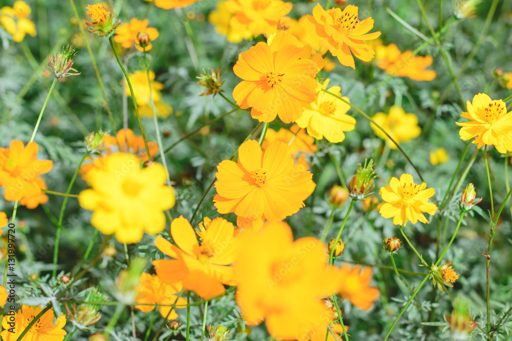 ellow cosmos flower in nature garden ellow cosmos flower in nature garden