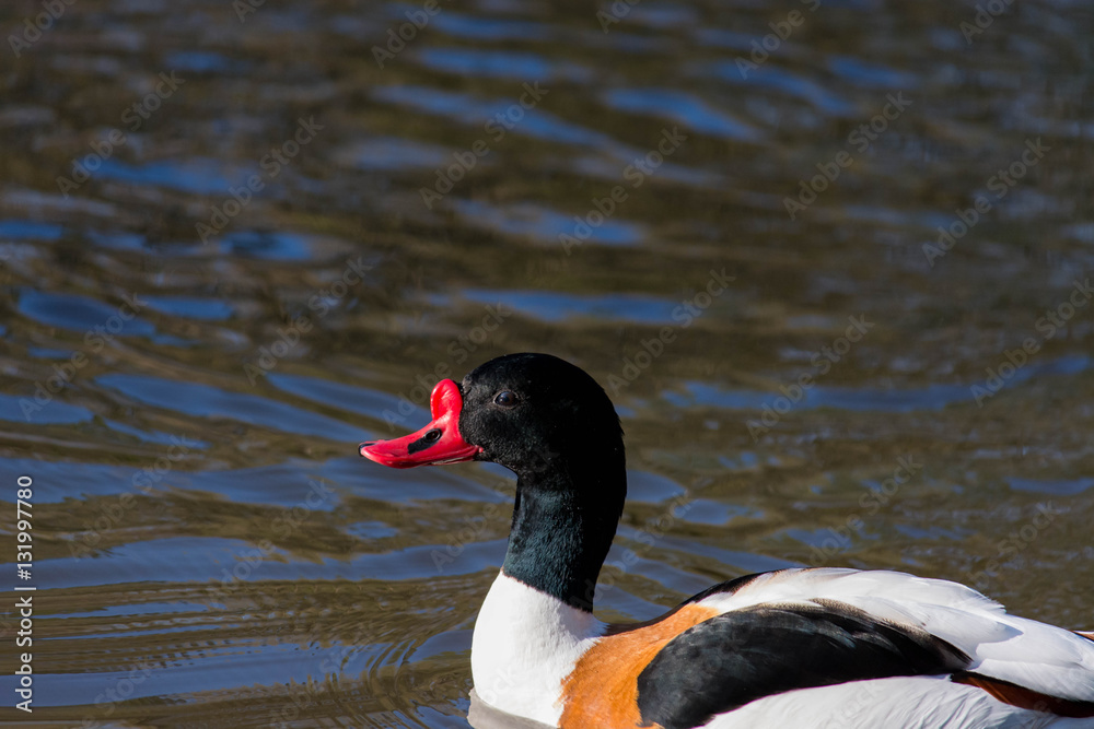 Fototapeta premium Red billed duck on the water.