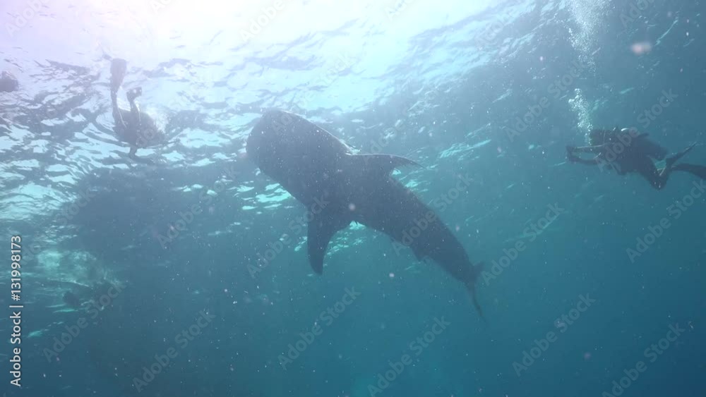 Whale shark on the surface with many divers around Whale shark on the surface with many divers around