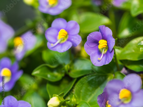 Fototapeta Naklejka Na Ścianę i Meble -  Purple Petunia Flowers Hanging