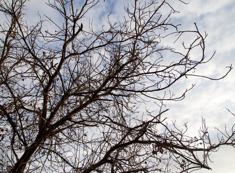 bare branches of a tree in the sun dawn bare branches of a tree in the sun dawn