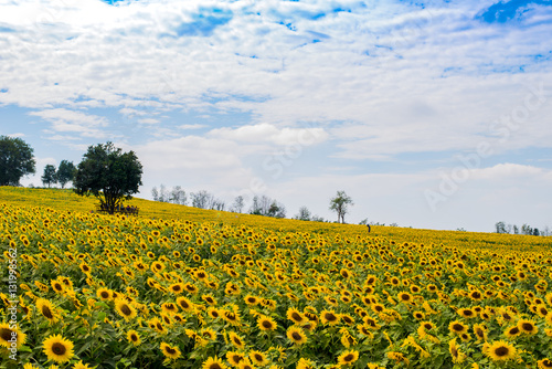 Landscape of sunflowers