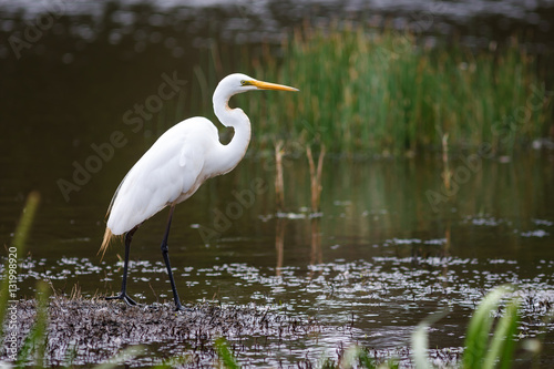 Great Egret standing on the edge of a wetland in the Australian outback