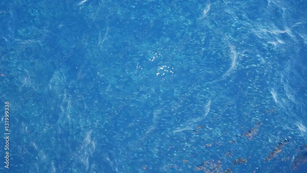 Small fish swimming on sea surface on bright and sunny day
Small fish swimming on sea surface on bright and sunny day
