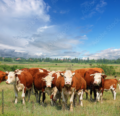 Cows