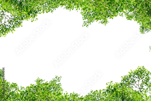 Beautiful trees top on white background