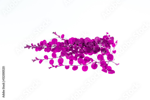 abstract ivy leaves purple isolated on a white background
