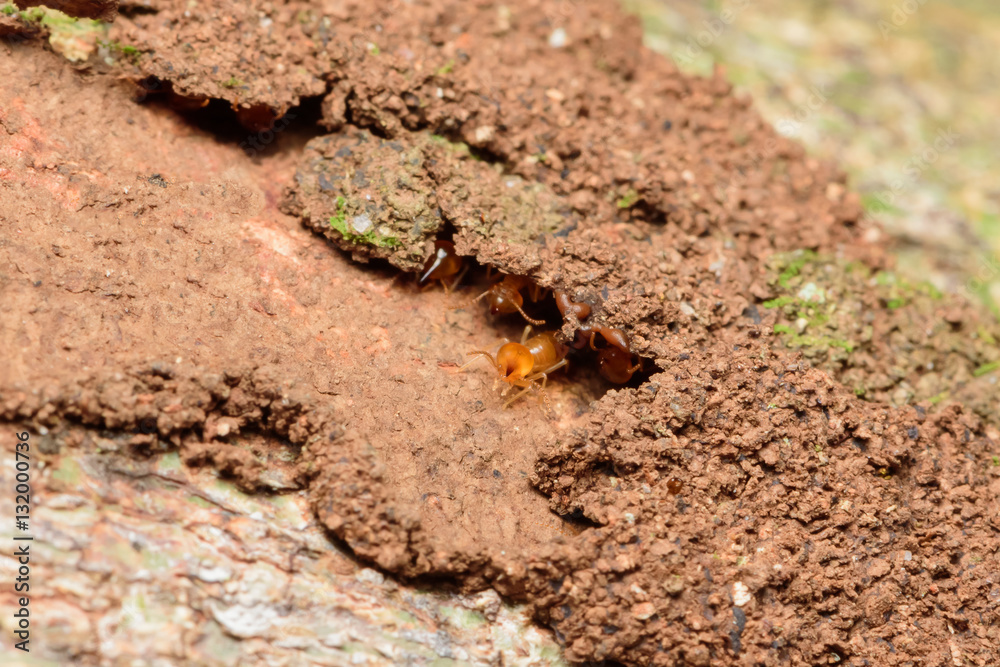 Close up termites on wood and soild