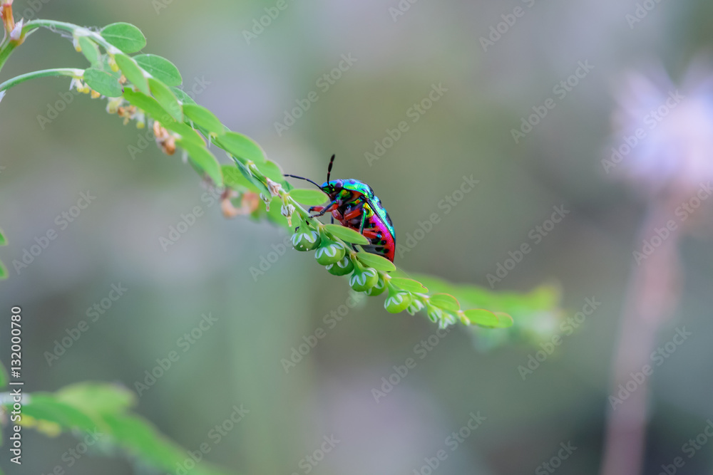 Fototapeta premium The scarab