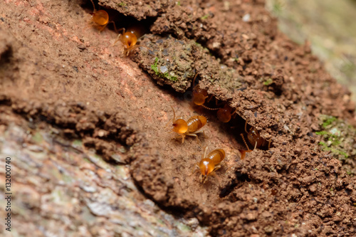 Close up termites on wood and soild