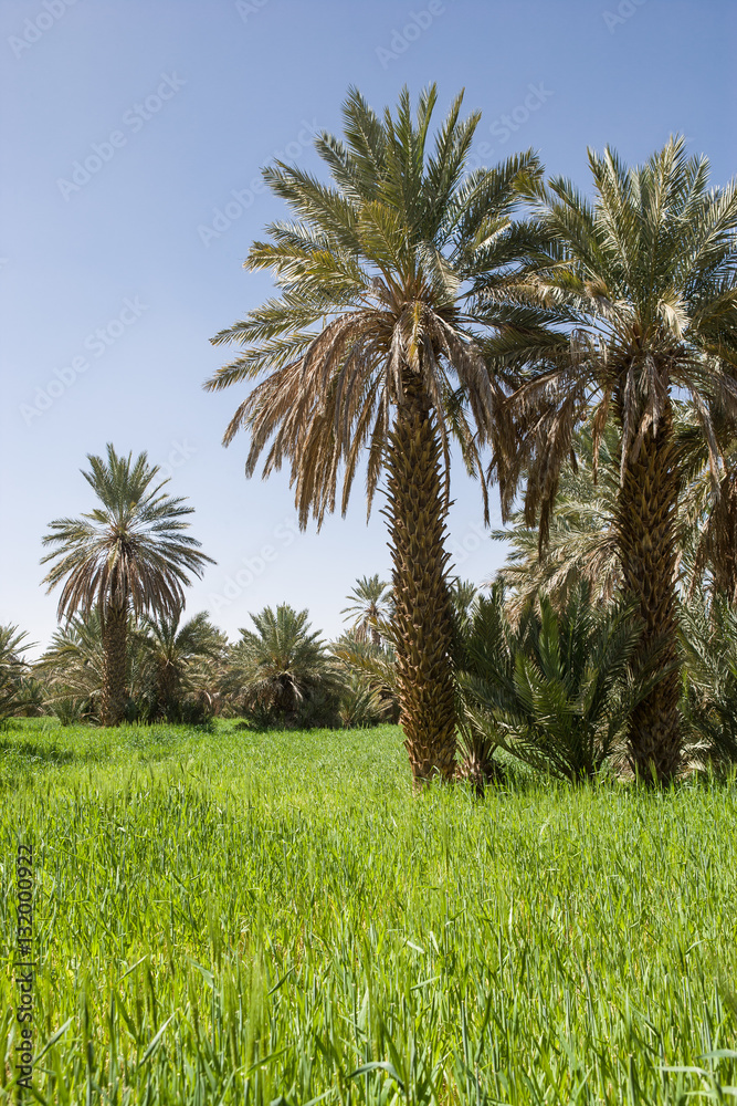 Fototapeta premium Oasis Tarhjijt / Taghjijt, Morocco