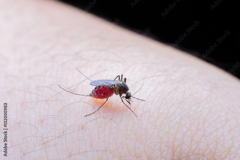 Close-up of a mosquito sucking blood Close-up of a mosquito sucking blood