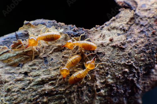 Close up termites on wood