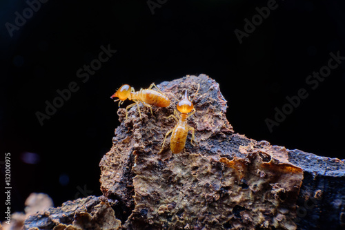 Close up termites © ashophoto