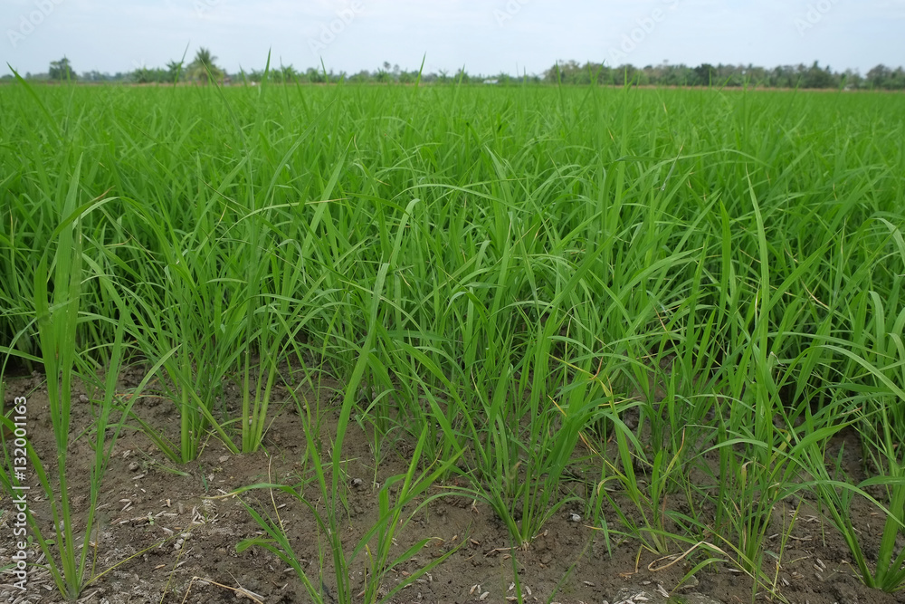 close up green rice field landscape background. close up green rice field landscape background.