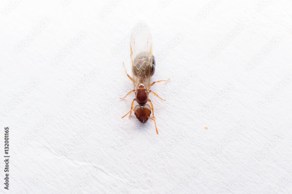 Ant with wings Stock Photo | Adobe Stock