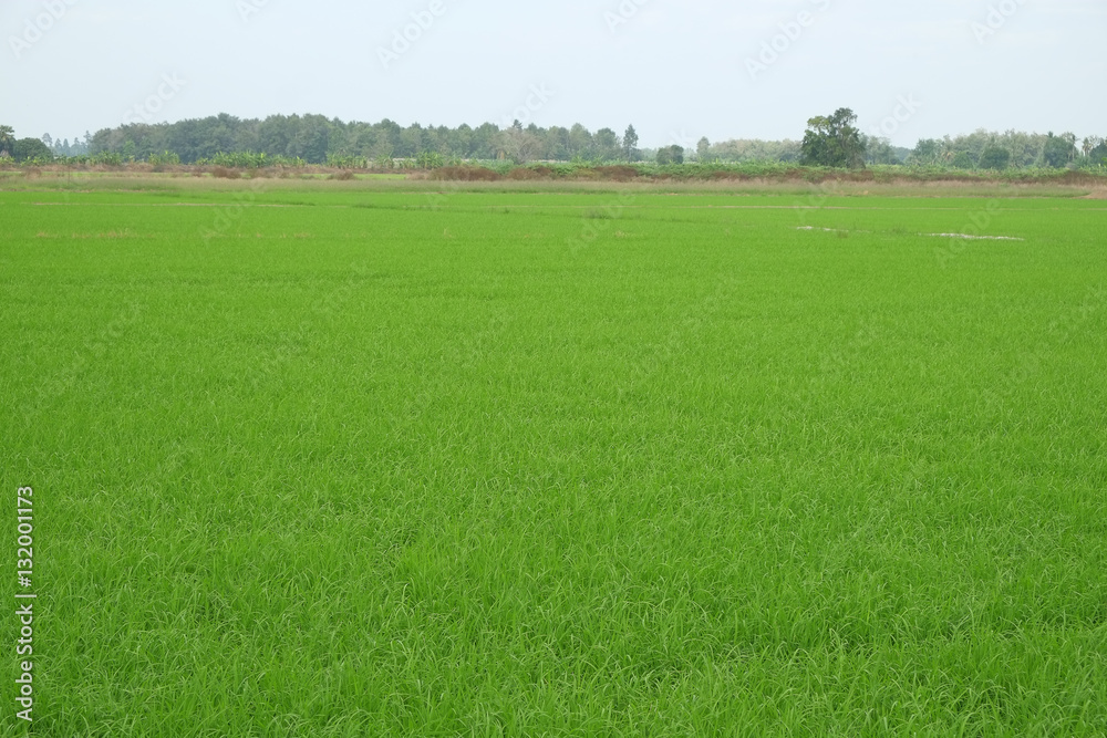 Obraz premium Rice field young green with blue sky, landscape picture in Thailand.