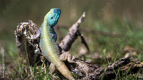 Obraz na plátně Blue headed tree agama lizard