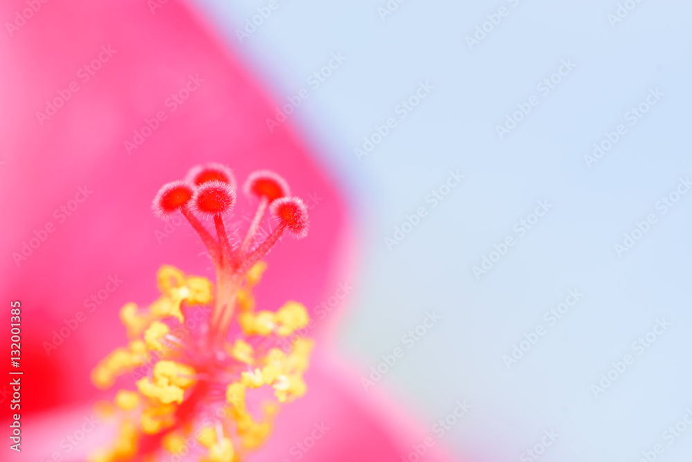 macro the carpel pink flower in garden