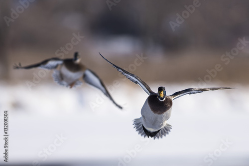 Flying Mallard Ducks