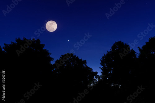moon and sadow trees