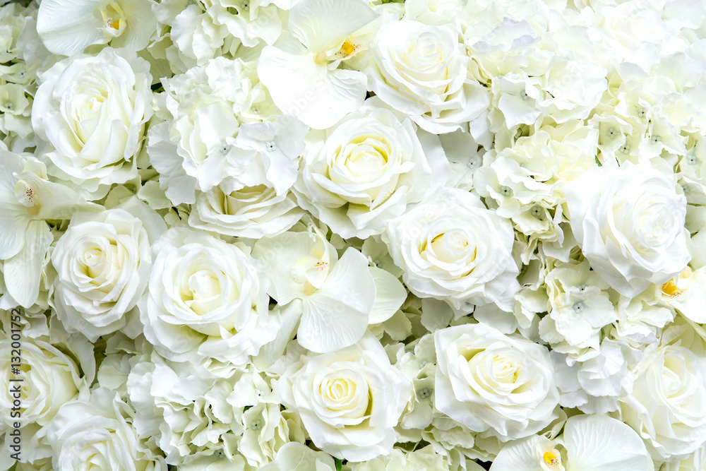 white roses background