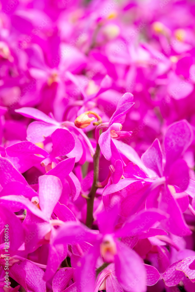 Obraz premium orchid flowers for background