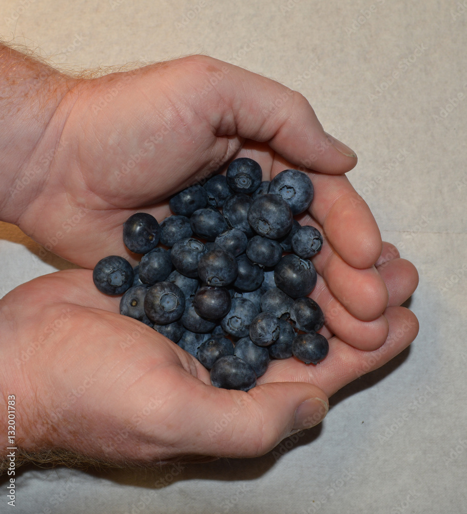 Handful of Blueberries/Hands holding fresh blueberries Handful of Blueberries/Hands holding fresh blueberries