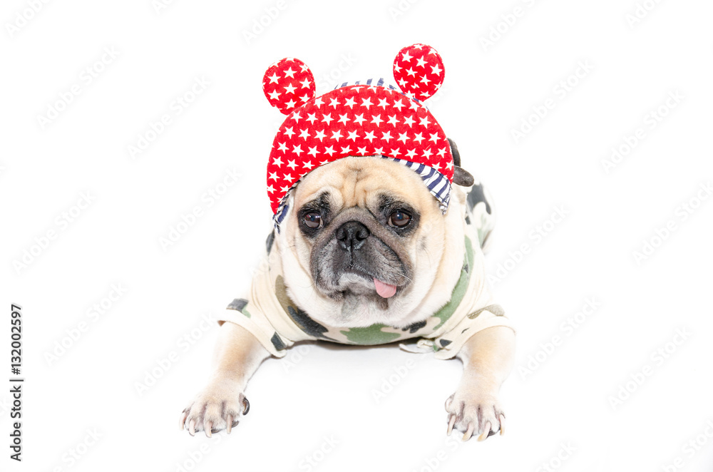 Fototapeta premium funny pug dog puppy with hip hop hat and soldier costume. isolate on white background