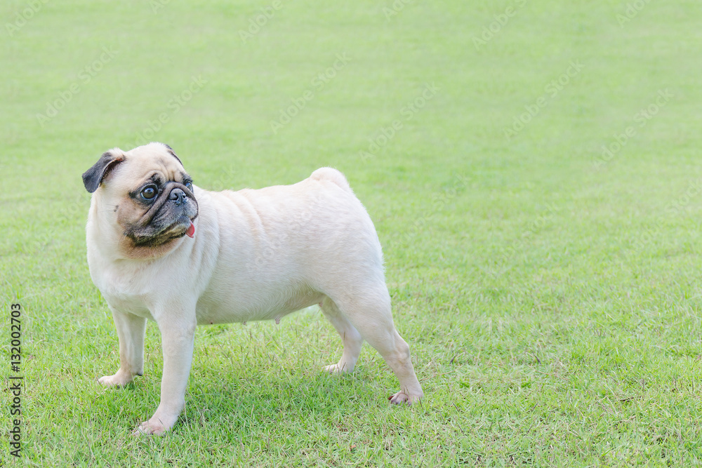 Dog pug in green field with copy space for label text Dog pug in green field with copy space for label text