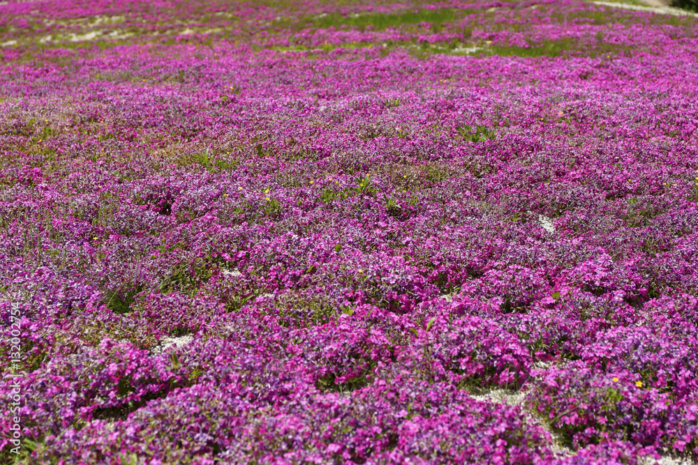 ground pink / Many ground pinks were planted in the whole area and were like a wonderful deep pink carpet ground pink / Many ground pinks were planted in the whole area and were like a wonderful deep pink carpet