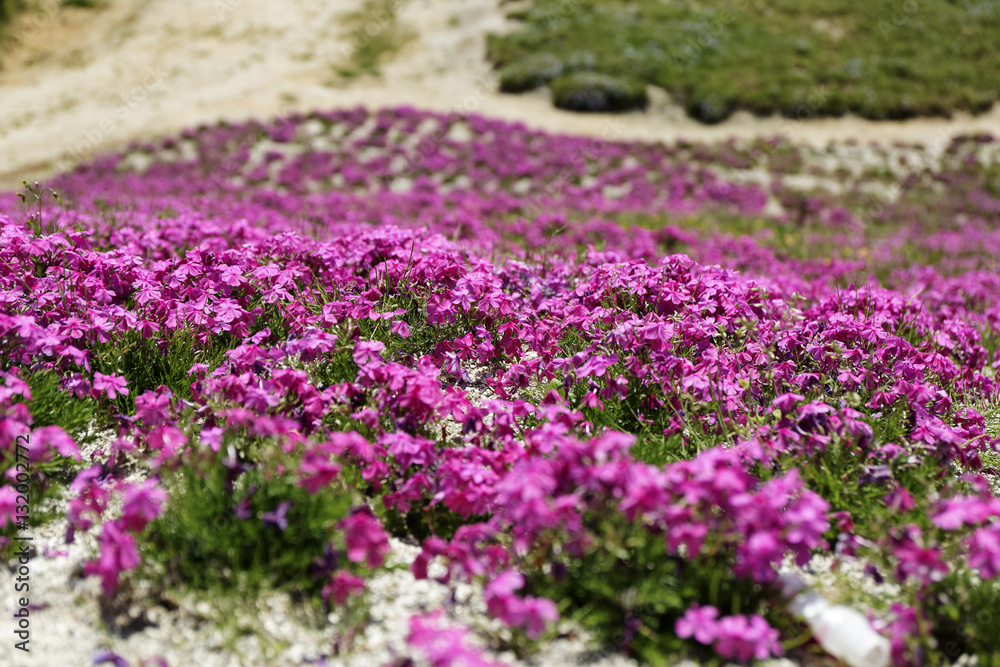ground pink / Many ground pinks were planted in the whole area and were like a wonderful deep pink carpet ground pink / Many ground pinks were planted in the whole area and were like a wonderful deep pink carpet