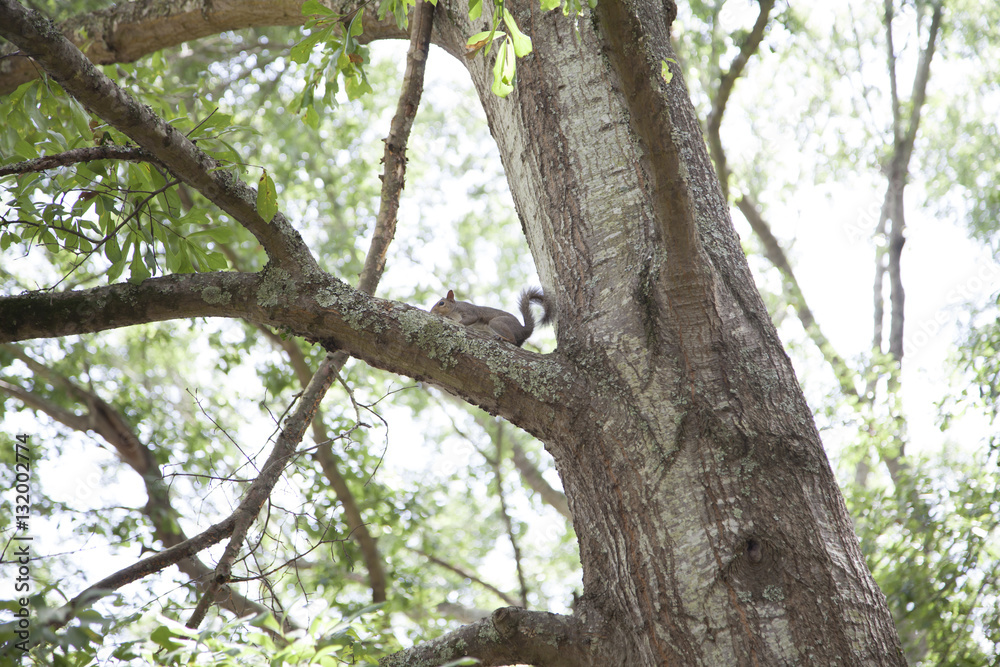 Squirrels Mating