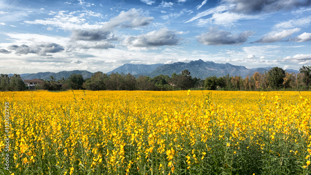 Fototapeta premium beautiful of farm Crotalaria flower in Thailand