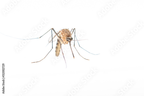 mosquito © noumnano