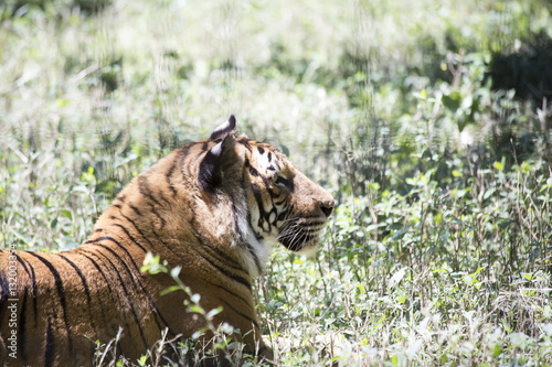 Fototapeta Naklejka Na Ścianę i Meble -  Tiger