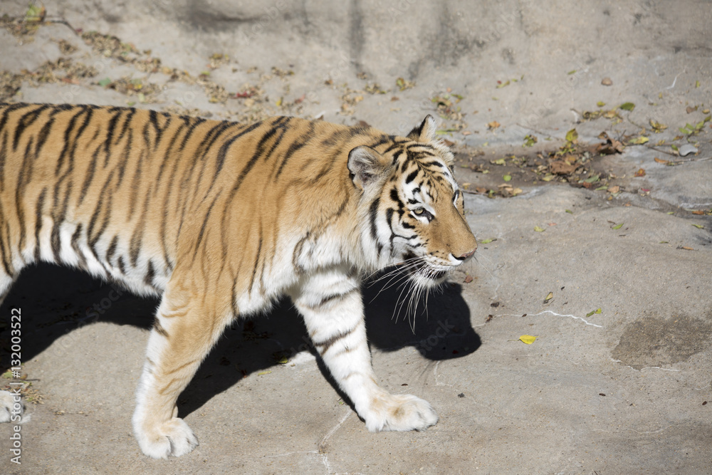 Obraz premium Bengal Tiger