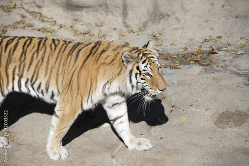 Fototapeta Naklejka Na Ścianę i Meble -  Bengal Tiger